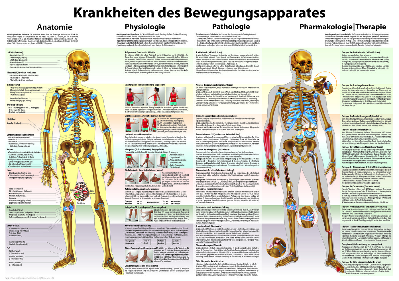 Bewegungsapparat Poster - Shop | Deutscher Apotheker Verlag